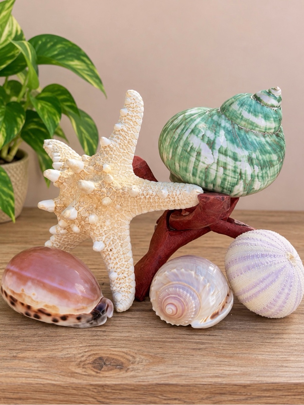 SeaShell Set | Green Polished Turban Candle and More 🐚